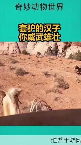 会说话的驴iOS游戏下载,探索驴子奇妙世界的有声冒险