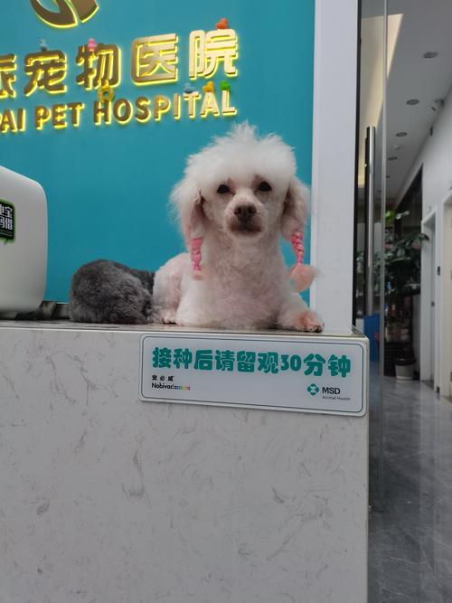 宝宝萌宠医院手机版,打造趣味宠物医疗世界