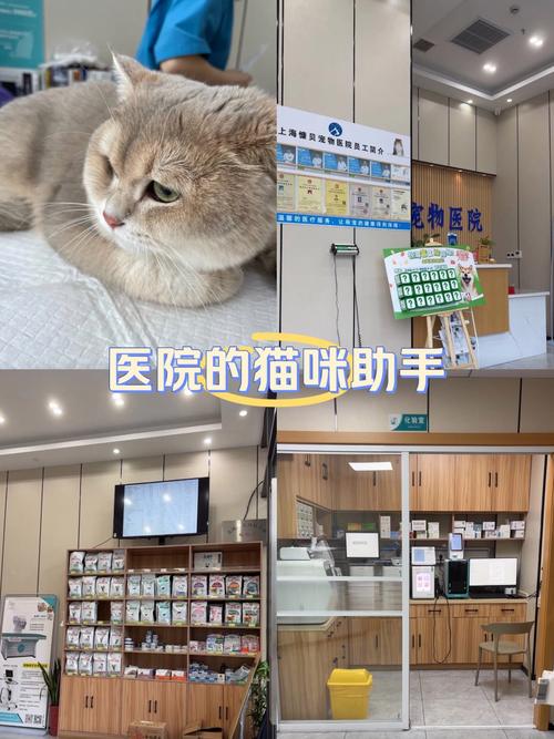 宝宝萌宠医院手机版,打造趣味宠物医疗世界