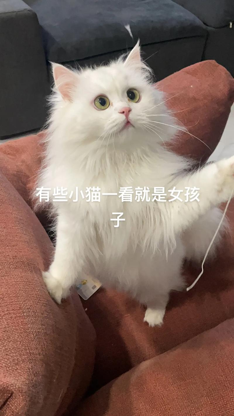 主播和猫的故事折相思手机版温馨上线,治愈系猫咪养成新体验