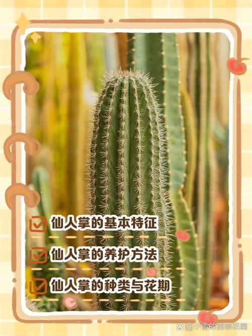 摩尔庄园手游仙人掌获取攻略,全面解锁快速收集技巧与趣味玩法大揭秘