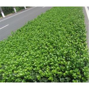 探索种植秘籍,我的世界竹子种植全攻略带你领略绿色种植新乐趣!