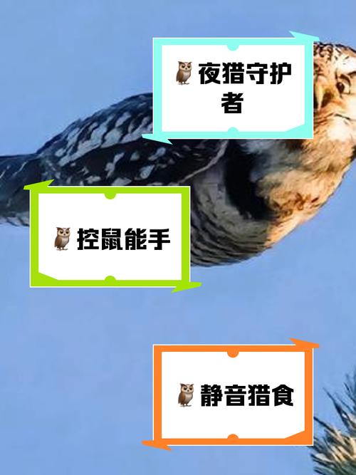哈利波特，魔法觉醒猫头鹰功能全解析及趣味玩法探索
