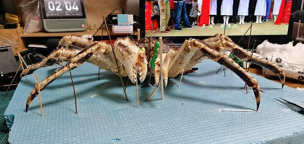 创造与魔法帝王蟹位置全解析及趣味玩法探索