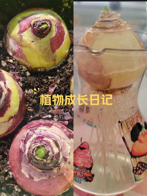 迷你世界风信子寻觅之旅,探索与种植的奇妙融合