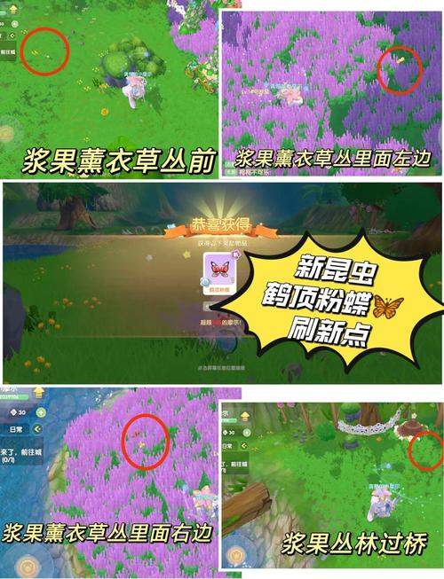 摩尔庄园手游许愿龟刷新点全揭秘及趣味玩法探索