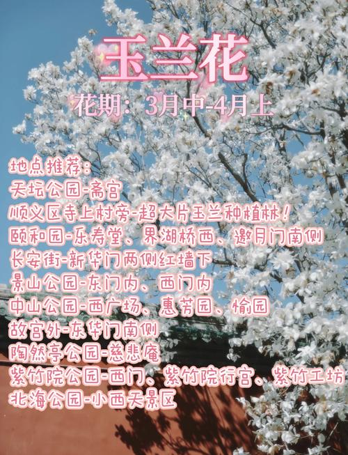烟雨江湖玉兰花的采集地点指南,探寻最佳玉兰赏花胜地,解锁隐藏剧情与趣味玩法