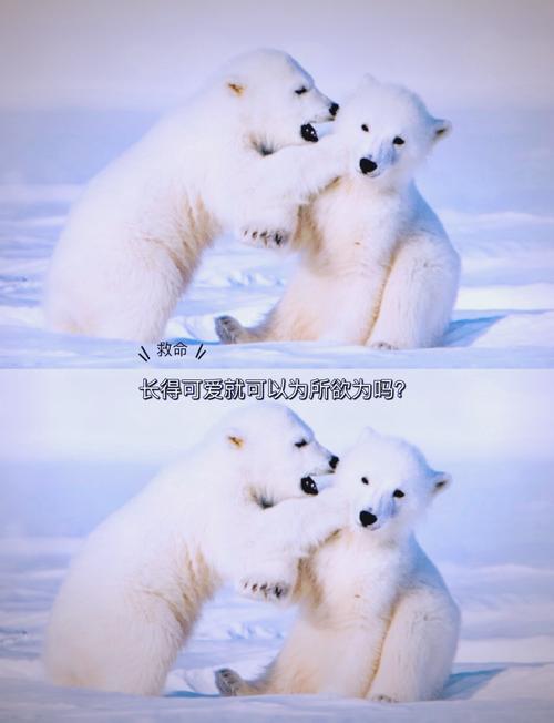 冰雪奇缘,我的世界北极熊繁殖秘籍手游资讯——探索冰雪世界的生命奇迹