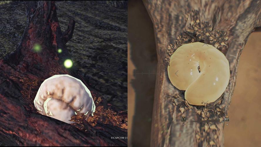 在怪物猎人2夜晚探险,揭秘光虫的神秘栖息地