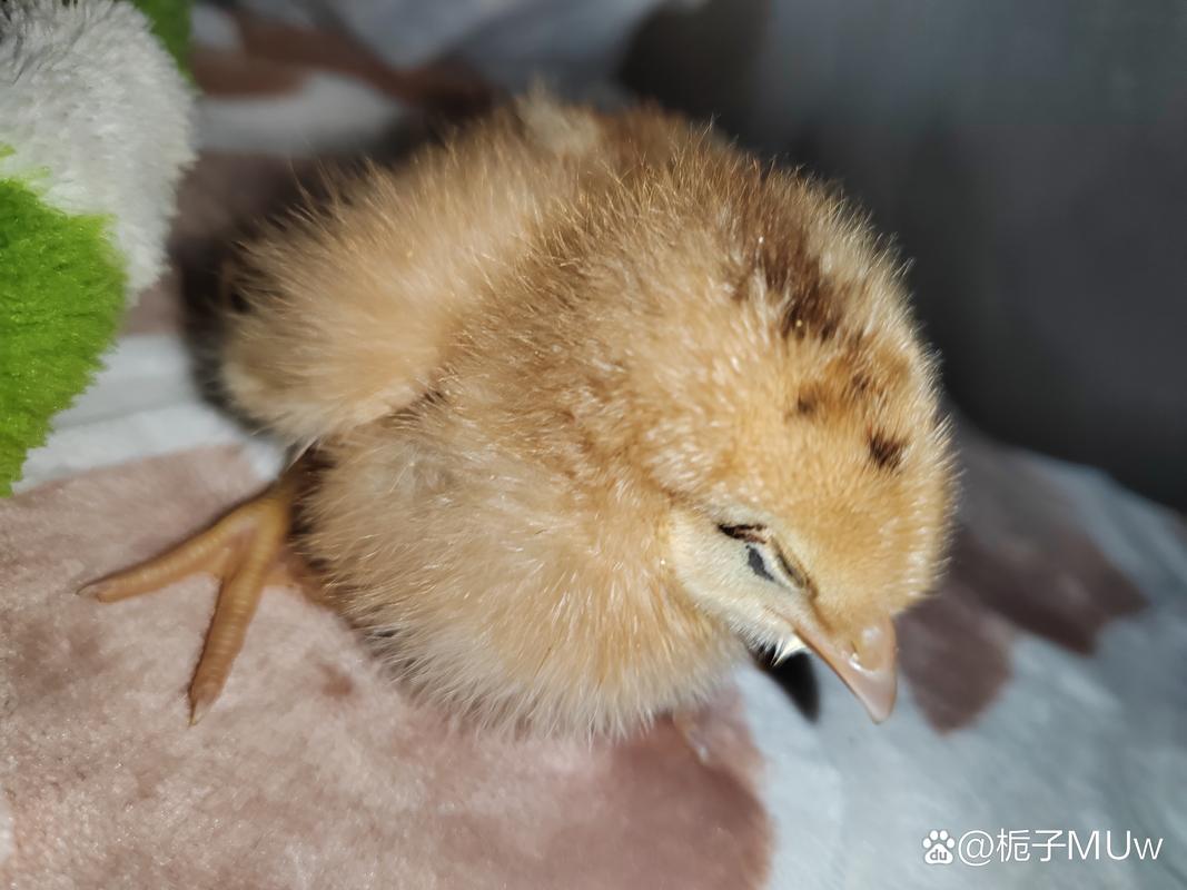 诛仙手游饿了的小鸡寻觅记与趣味小鸡任务全攻略