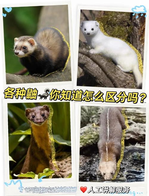原神靴子鼬位置全揭秘,珍稀小动物捕捉独家秘籍与趣味玩法大放送