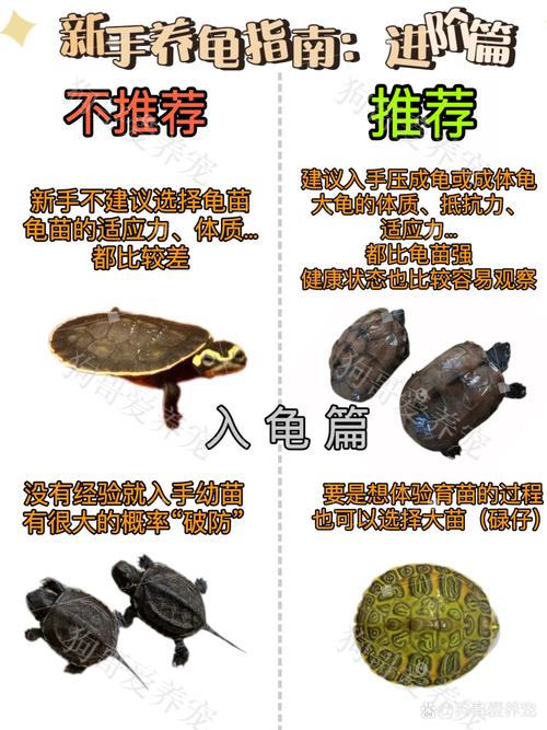 天谕手游新手委托寻龟之旅全攻略,揭秘乌龟拍照最佳位置与趣味玩法