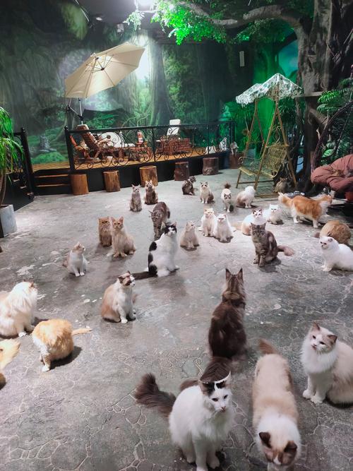 猫猫露营下载开启，萌宠模拟露营新体验，打造你的梦幻宠物乐园！