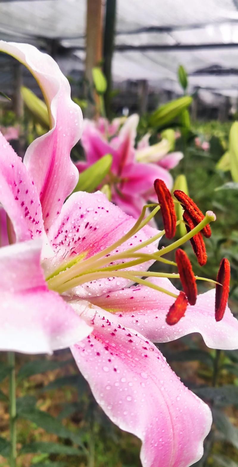 桃源深处有人家粉色百合花获取攻略全解析及趣味玩法探索