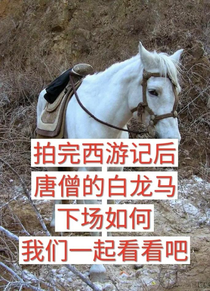 西游记之大圣归来手游S级坐骑白龙马属性全解析及趣味玩法揭秘