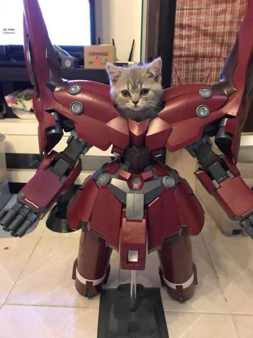 王牌飞行喵震撼来袭！萌宠小猫化身空中战士，闯关射击乐无边