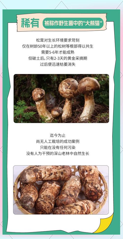 原神松茸商店探寻与获取攻略,解锁美食烹饪新篇章