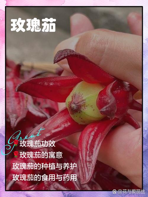 创造与魔法手游资讯，揭秘玫瑰茄酱食谱，探索无限创造乐趣！