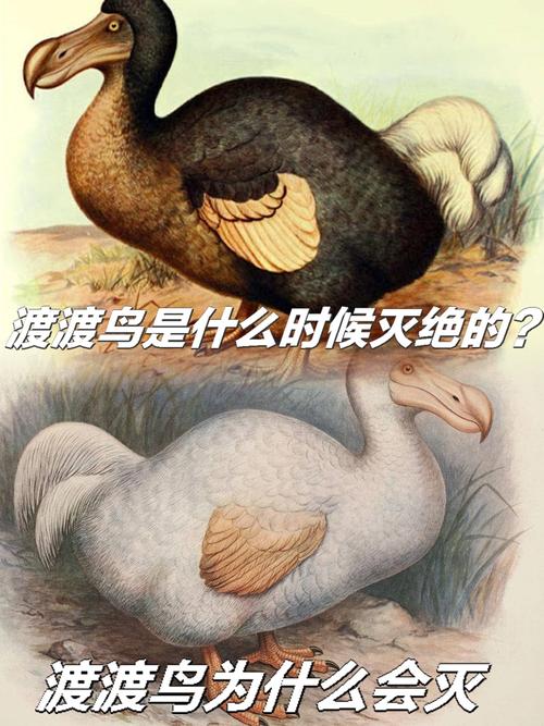 方舟,渡渡鸟乐园驯养攻略,揭秘渡渡鸟快速成长秘籍