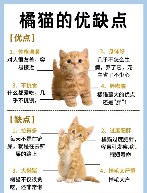 阴阳师,妖怪屋橘猫位置揭秘及趣味玩法介绍