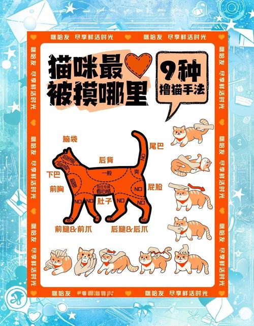 小森生活手游资讯,猫咪好感度亲密度提升秘籍,打造专属喵星人依赖之旅