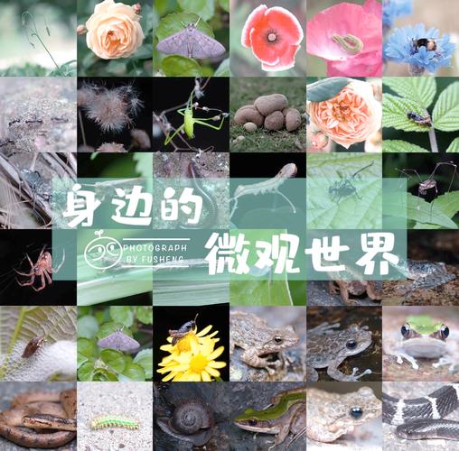 昆虫发育模拟器手游，探索微观世界的奇妙之旅