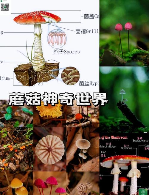 迷你世界蘑菇繁殖攻略,揭秘蘑菇奇幻生长与高效繁殖技巧