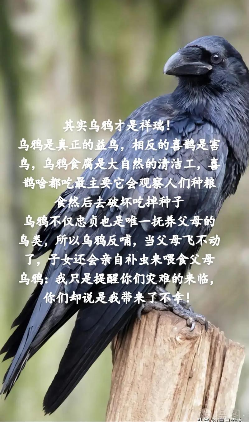 是男人就射乌鸦100只手机版震撼发布,挑战休闲射击新高度