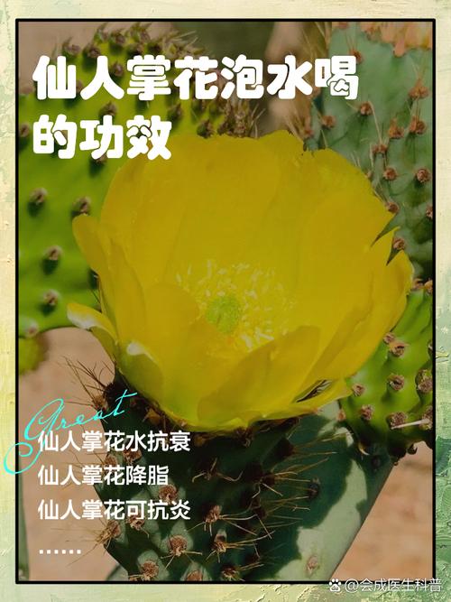 饥荒手游,仙人掌花怎么采?仙人掌花获取方法全揭秘