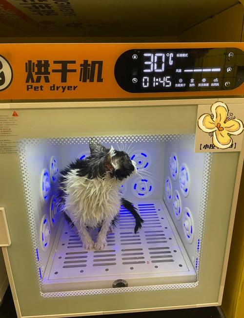 猫咪澡堂测试版手游资讯，萌宠治愈系休闲新体验，打造专属猫咪SPA乐园