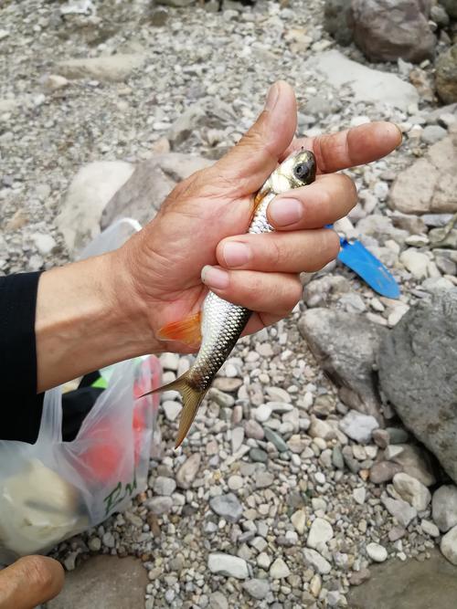摩尔庄园冰晶龙虾分布位置全揭秘,探索与垂钓的乐趣无限!