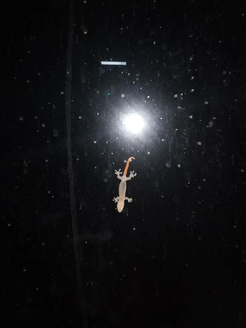 壁虎人2:黑色的星球震撼发布，探索未知宇宙的冒险之旅即将启程！