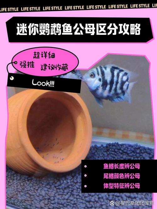 迷你世界手游资讯，揭秘鱼类繁殖奥秘，实用攻略助你打造繁盛鱼族王国