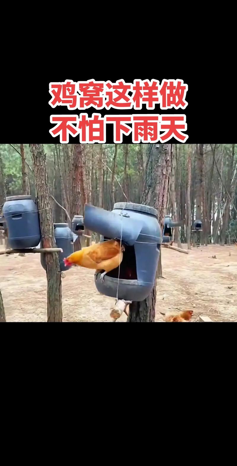筑梦鸡舍，构建独特而温馨的鸡窝，探索我的世界建设技巧与趣味养殖之旅
